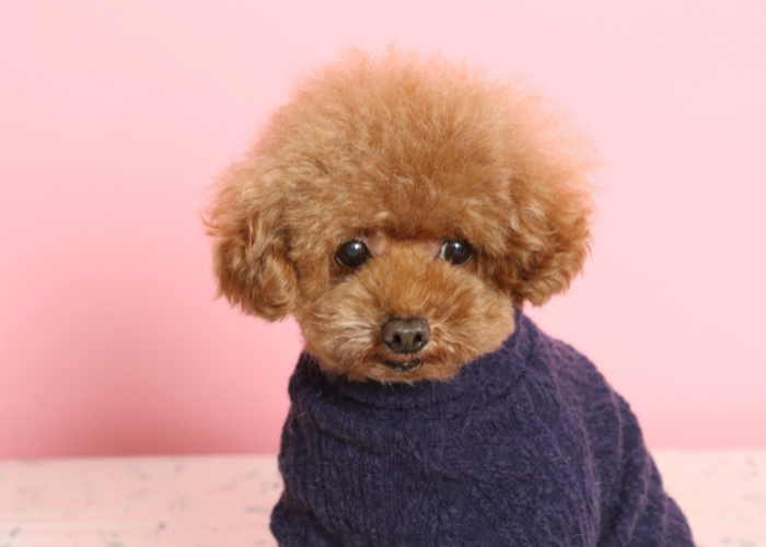 A picture of a toy poodle, a hypoallergenic dog