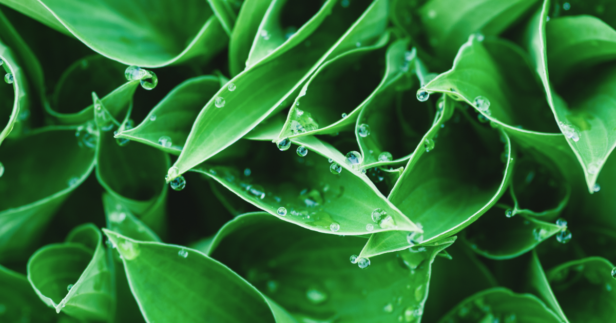 Image depicting a lone plant being watered in a once-vibrant garden that now shows signs of neglect. The fading colours and wilting plants serve as a poignant metaphor for the impact of Dead Bedroom Syndrome on LGBTQ+ couples, illustrating the emotional tension and struggle for intimacy within their relationships.