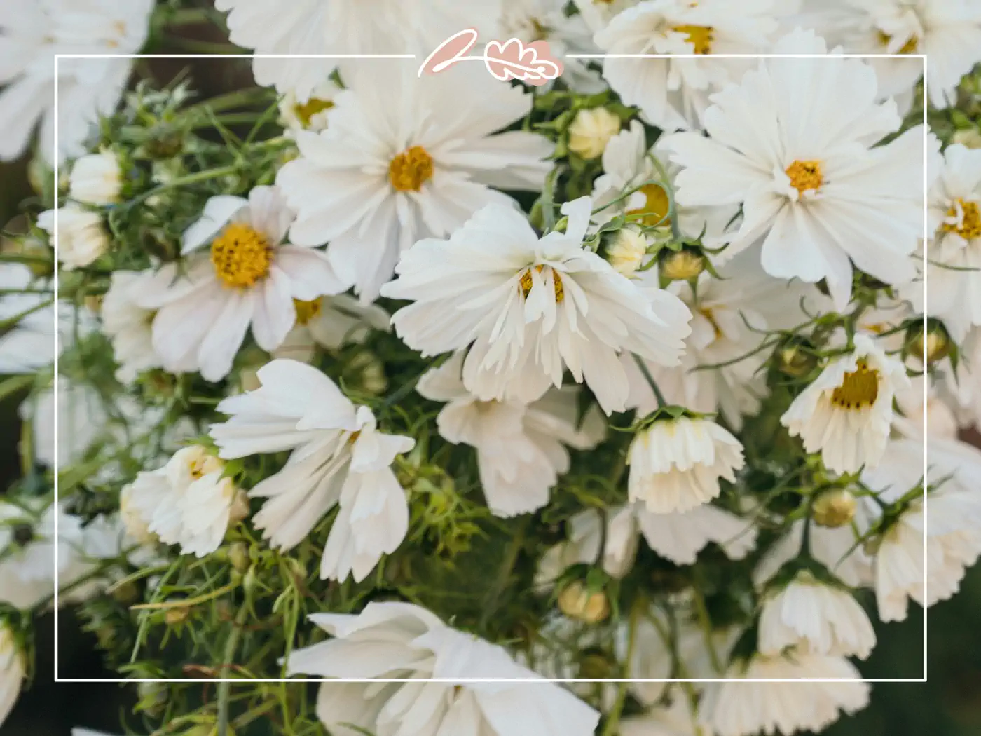 A cluster of white cosmos flowers in full bloom, symbolizing joy, new life, and beauty.