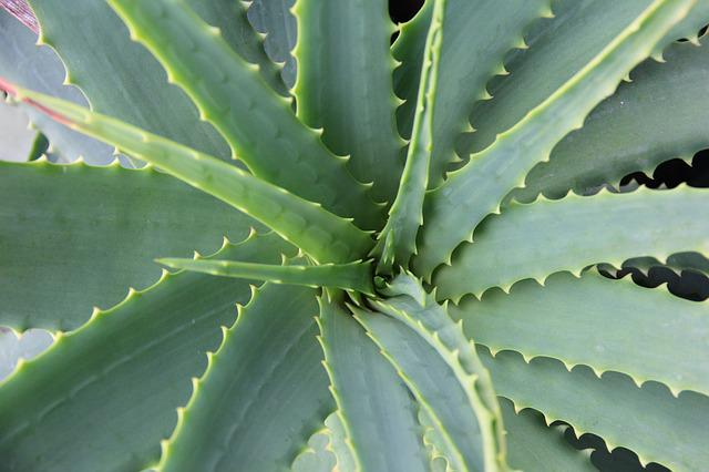 Making Cold Process Aloe Vera Soap - Harvesting the Leaves and Gel