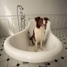 dog's bath, dog