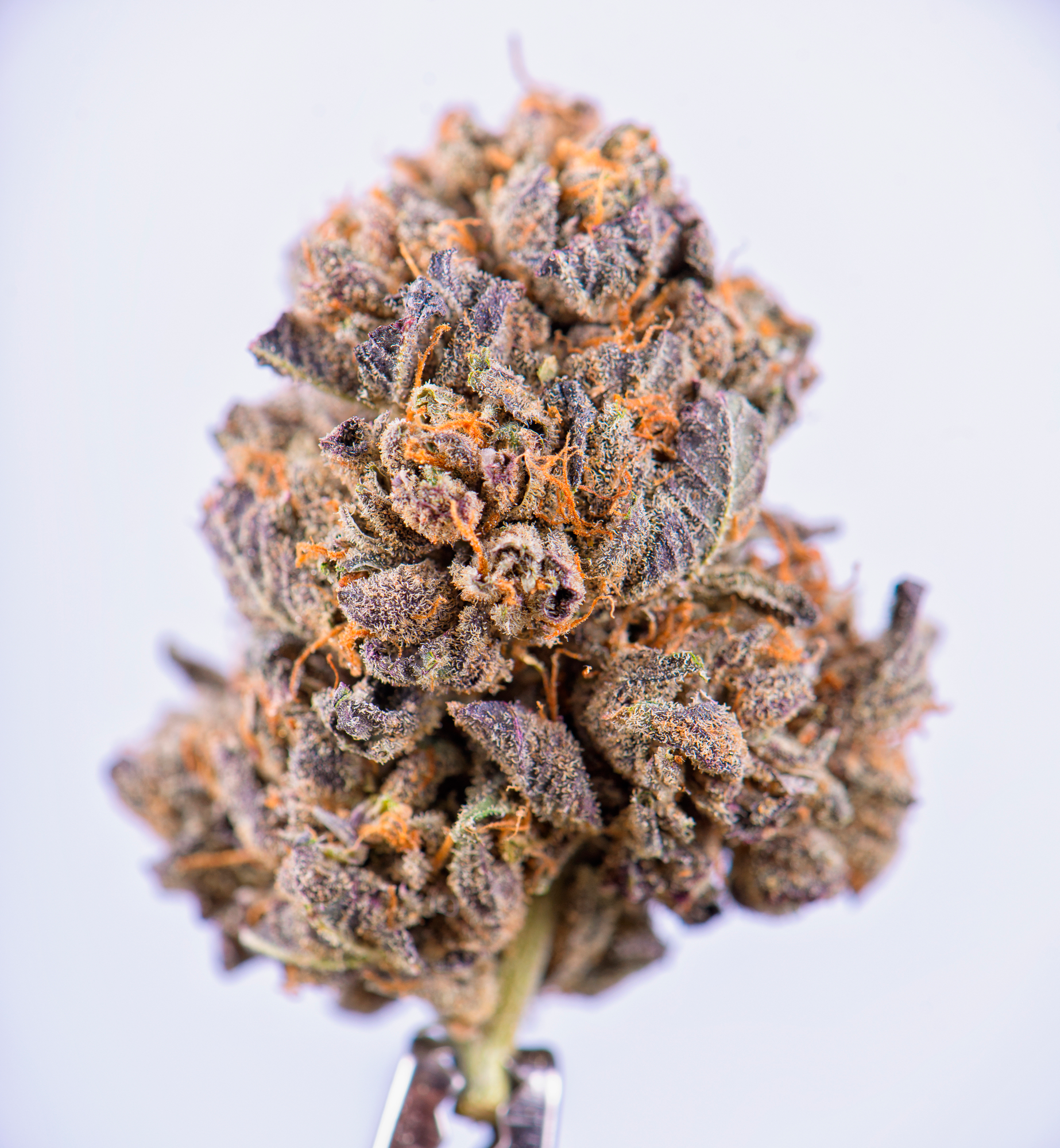 Purple punch strain, purple punch weed, strain purple punch