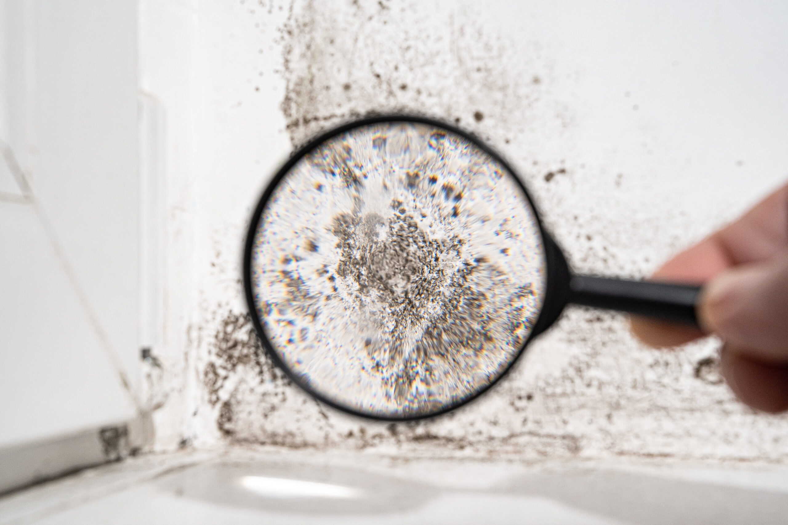 black mould viewed under a magnifier