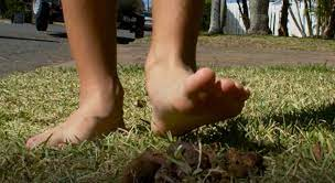 Stepping on Dog Poop Equals “Good Luck” Superstition | Got Poo? Pet Waste  Removal & Pet Services