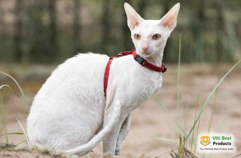 Cornish Rex Image Credit: Canva in a post about 26 of The Best White Cat Breeds