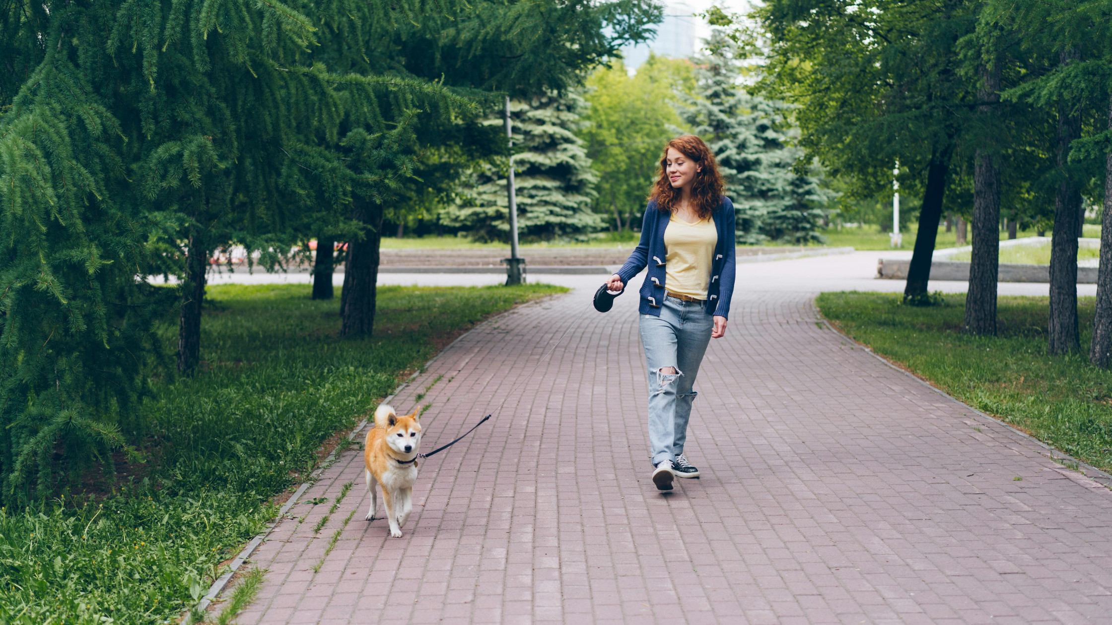 A Shiba walking on a brick road with its owner