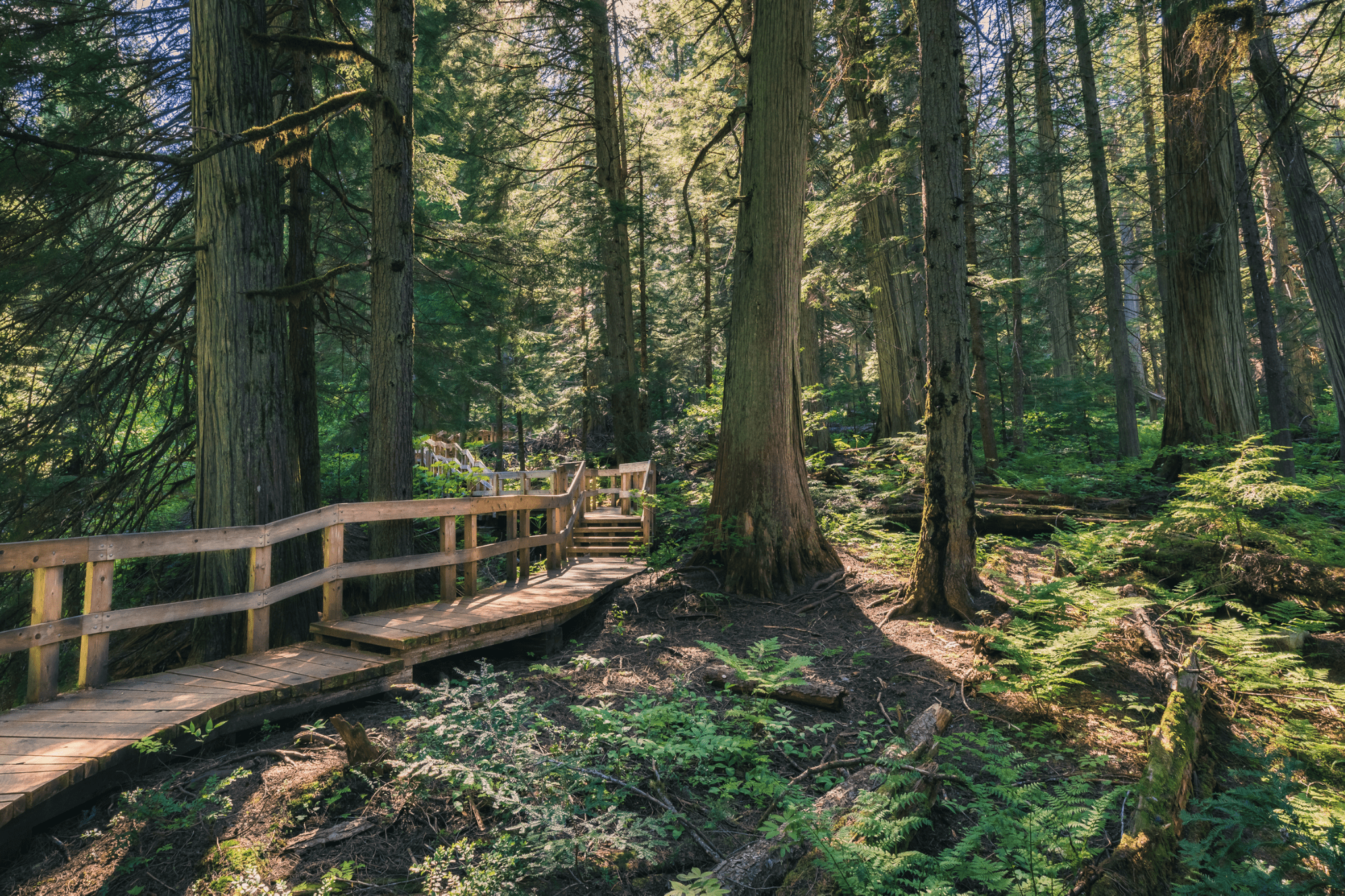 giant cedar in the summer months to explore