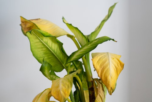 signs of root rot, stunted growth, yellow leaves