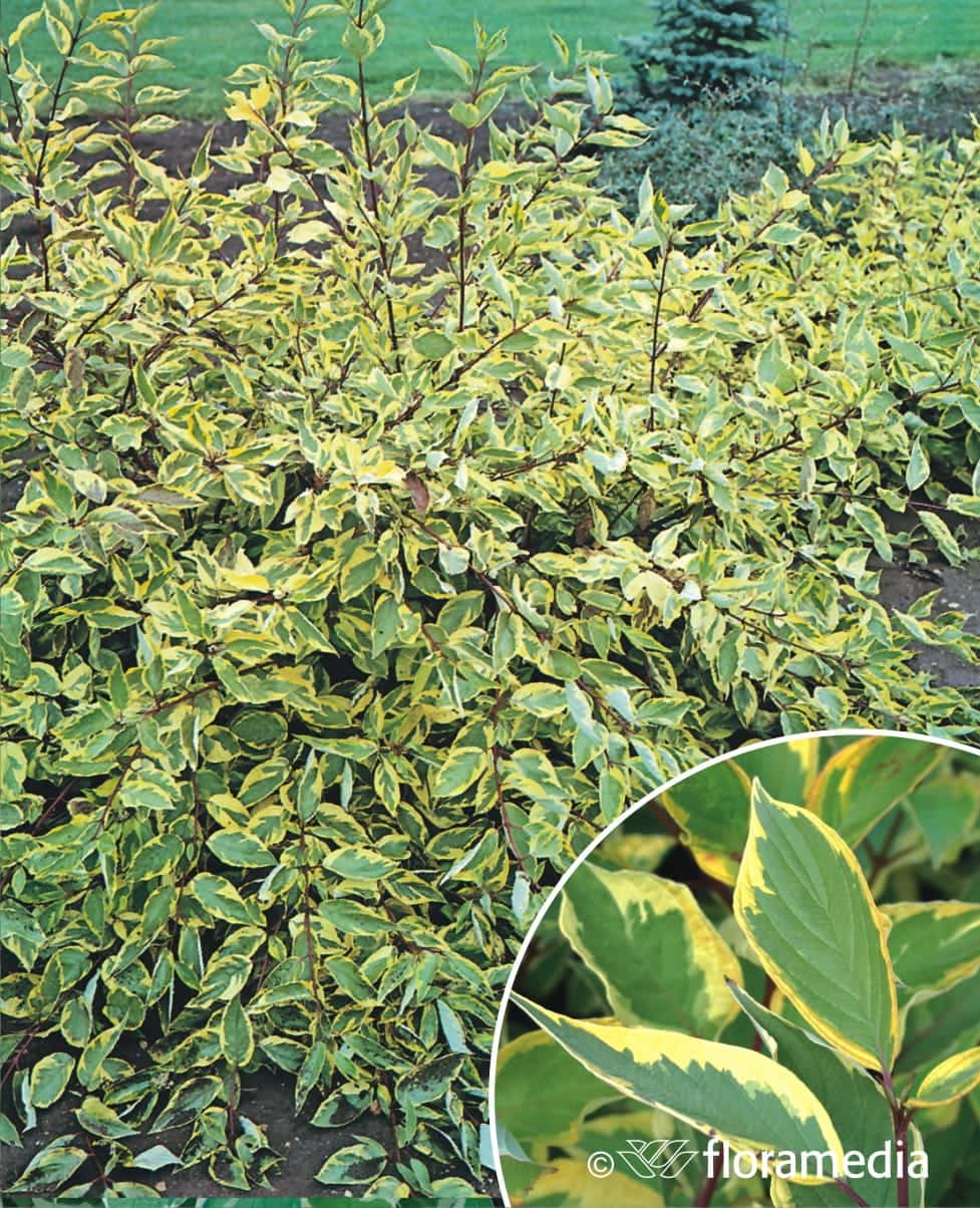 Ciekawe dwukolorowe liście Derenia 