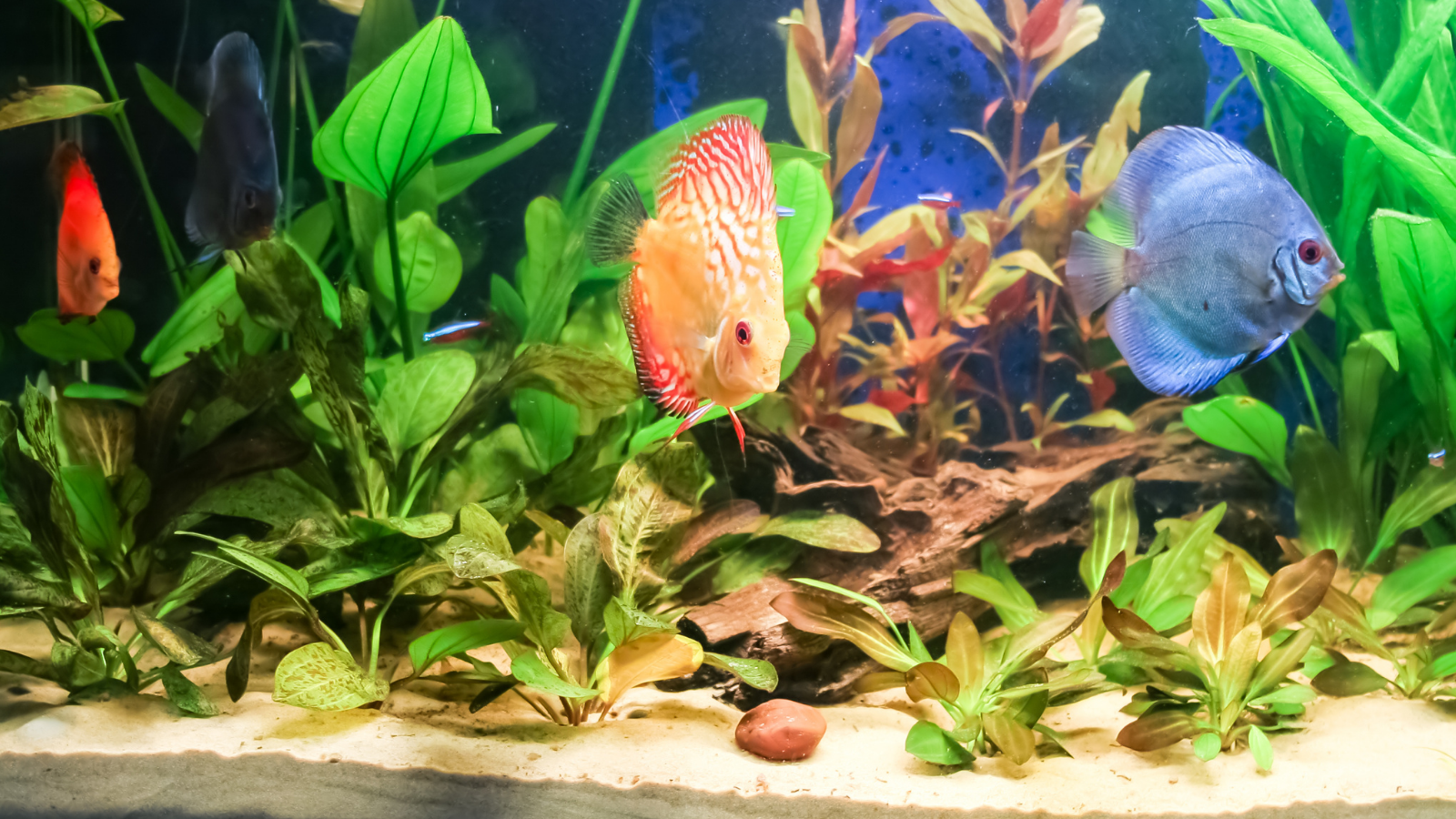 Caring for Your Live Aquarium Plants: What You Need To Know