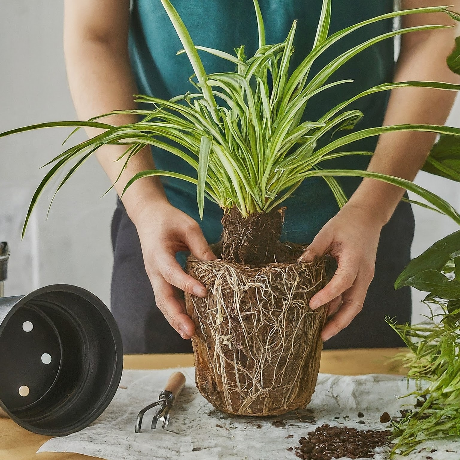 Caring for Your Spider Plant