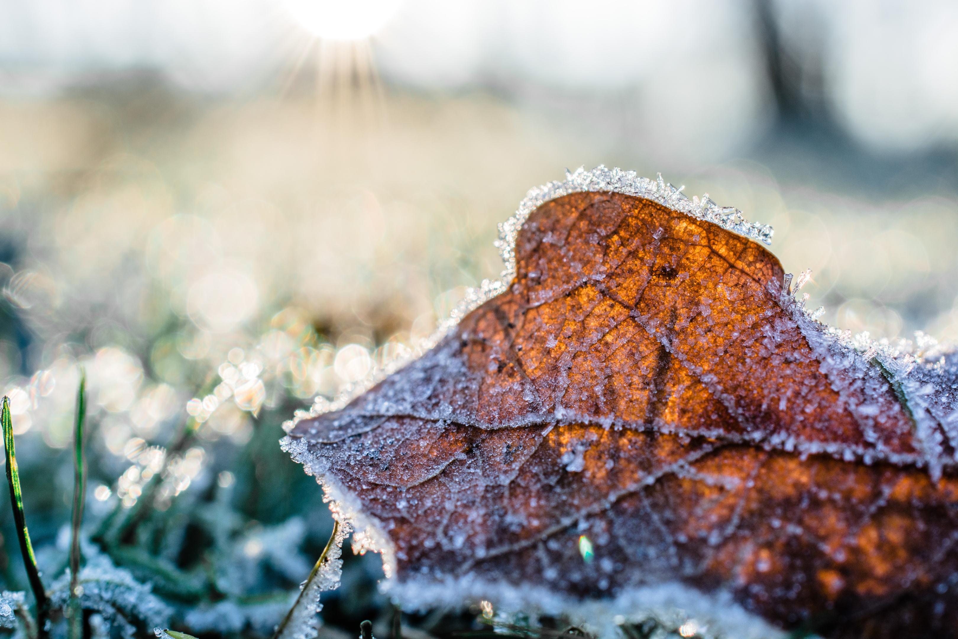 Nicht mehr nutzbare Blumenerde kommt auf den Kompost oder hilft Pflanzen und Tieren beim Überwintern