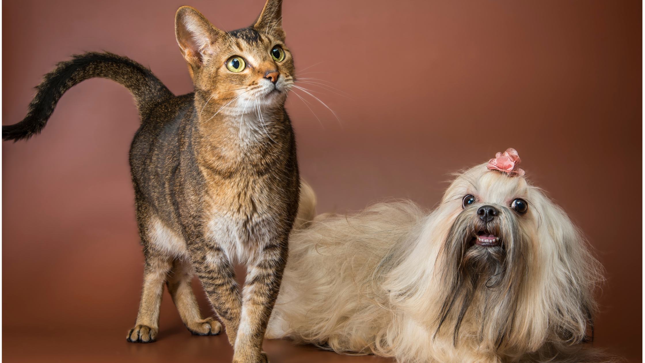A long haired Bolonka laying next to a cat