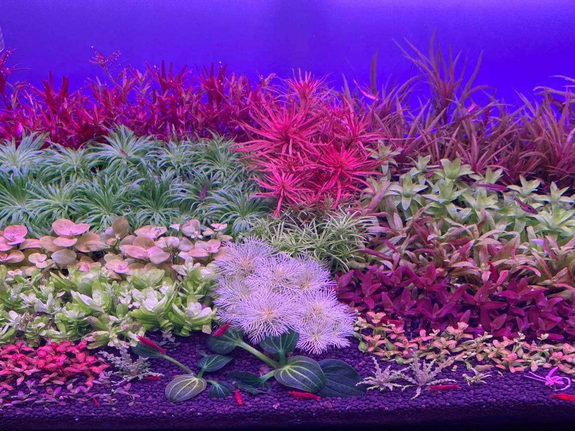 Use theaquascae style that suits your taste