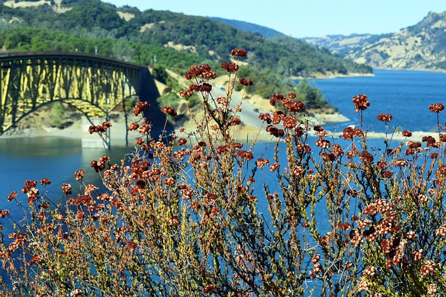 sonoma, county, flower background