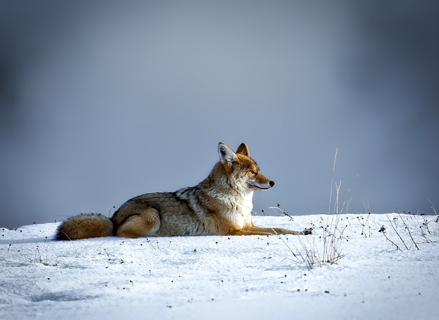 coyote, animal, wildlife