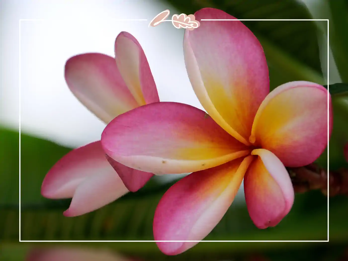 Vibrant pink and yellow plumeria blossoms in full bloom. Fabulous Flowers and Gifts.