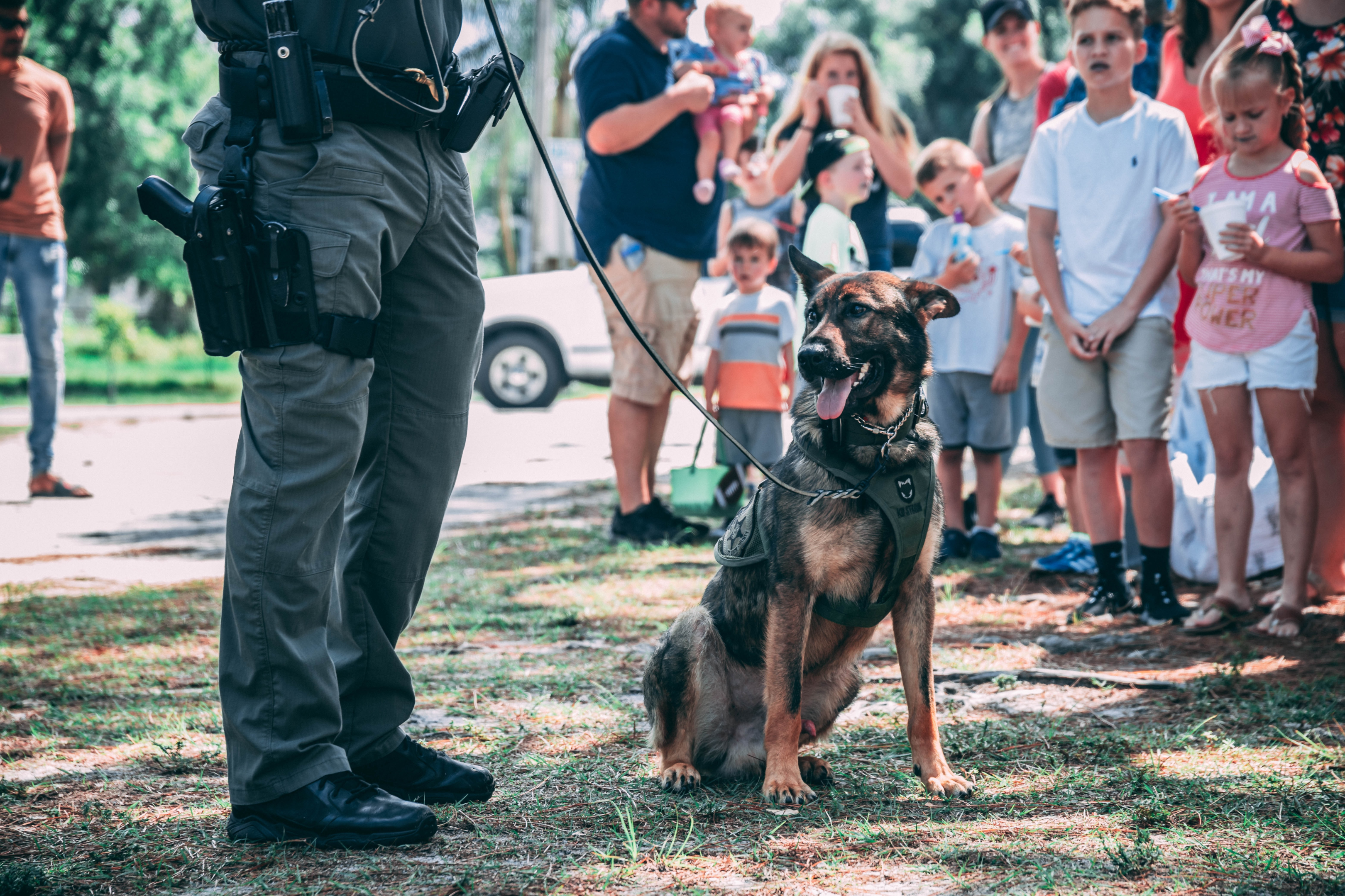 Police dogs on duty | Photo from Unsplash Website