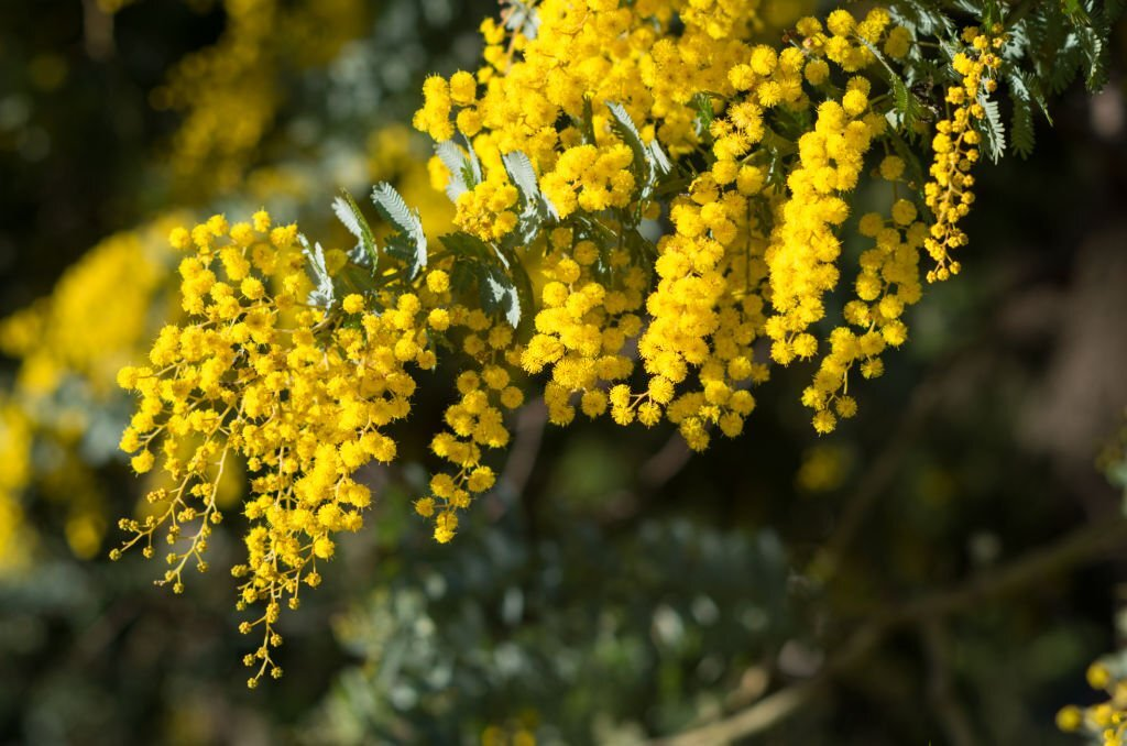 28 Beautiful Flower Names That Start With A 02