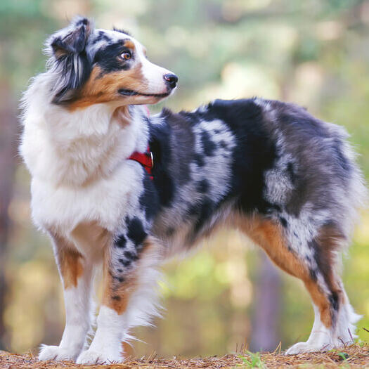 australian shepherd, dog breed