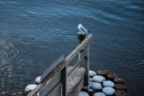 Seagull on a pier located in one of the richest towns in CT