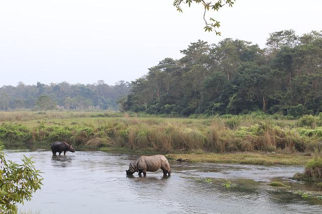 If I only had 3 days in Nepal I would visit Chitwan National Park