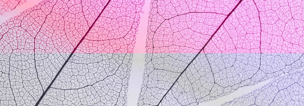 Abstract pink leaf banner fading to white; fluid network evokes news seo, where freshness, speed and structure shape visibility.