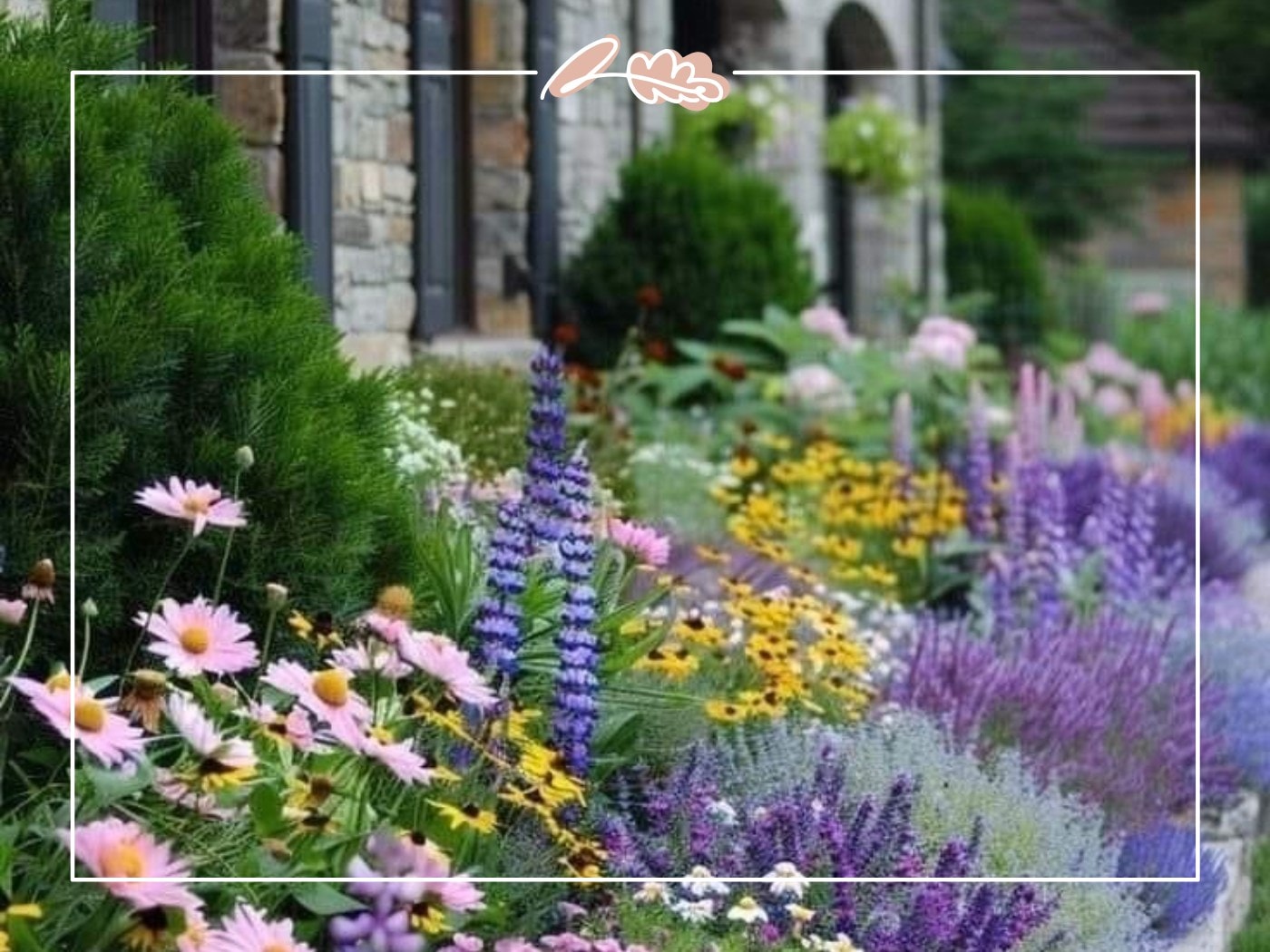 Cottage border with purple lupins, daisies, and yellow rudbeckia – Top 50 Flower Species blog by Fabulous Flowers & Gifts.
