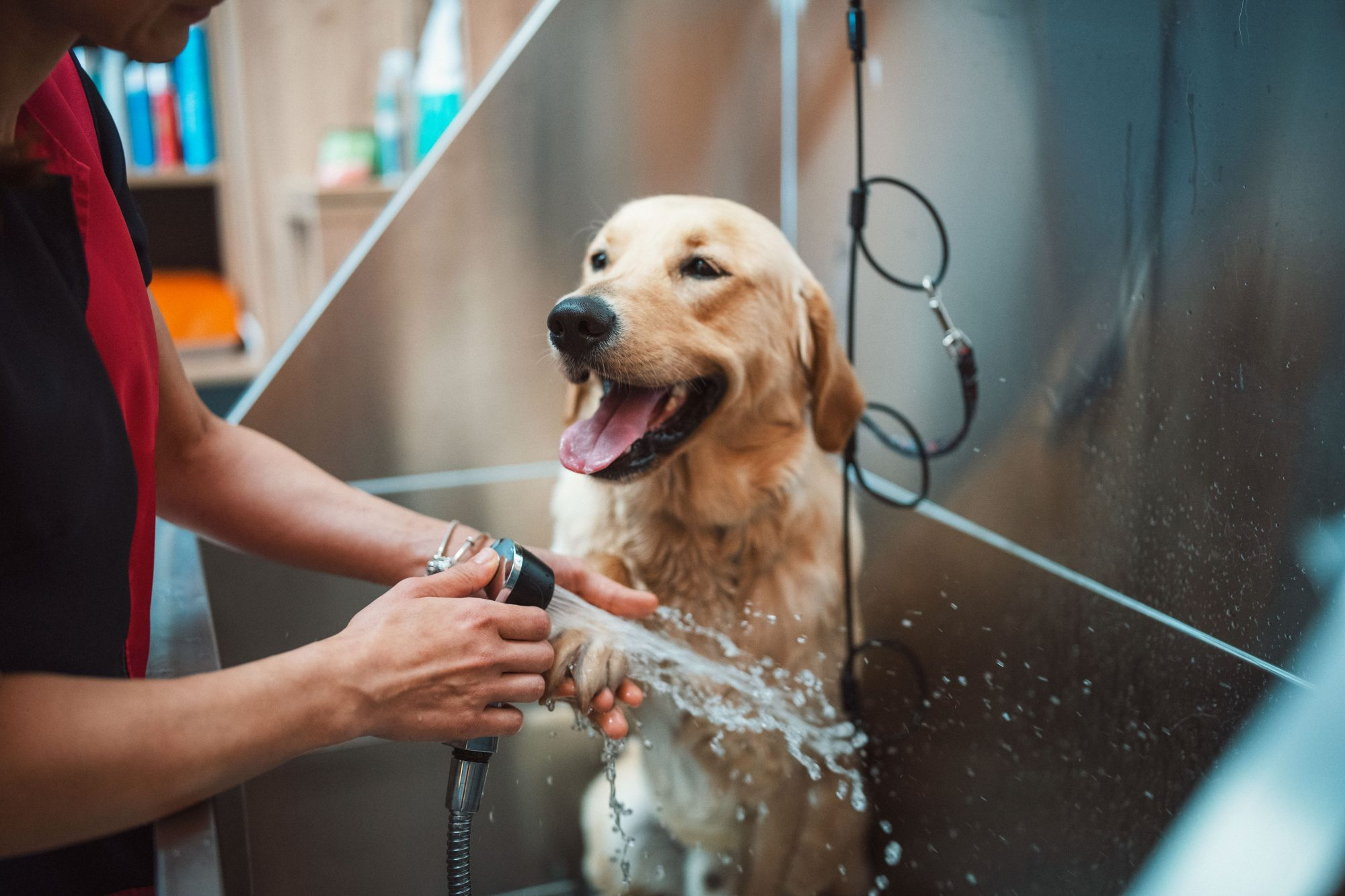 dog bath, bath time