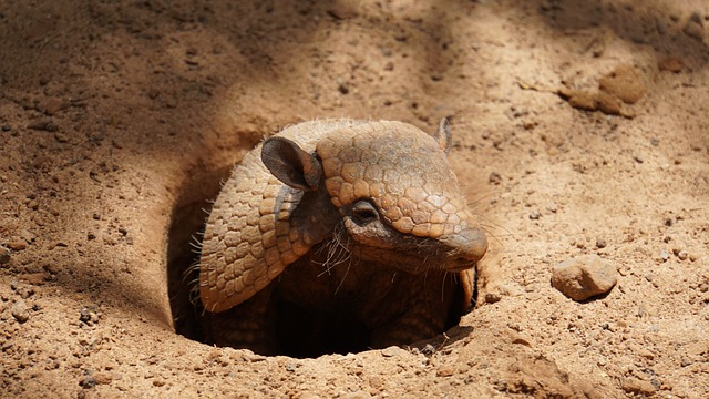 armadillo, dwarf armadillo, mammal