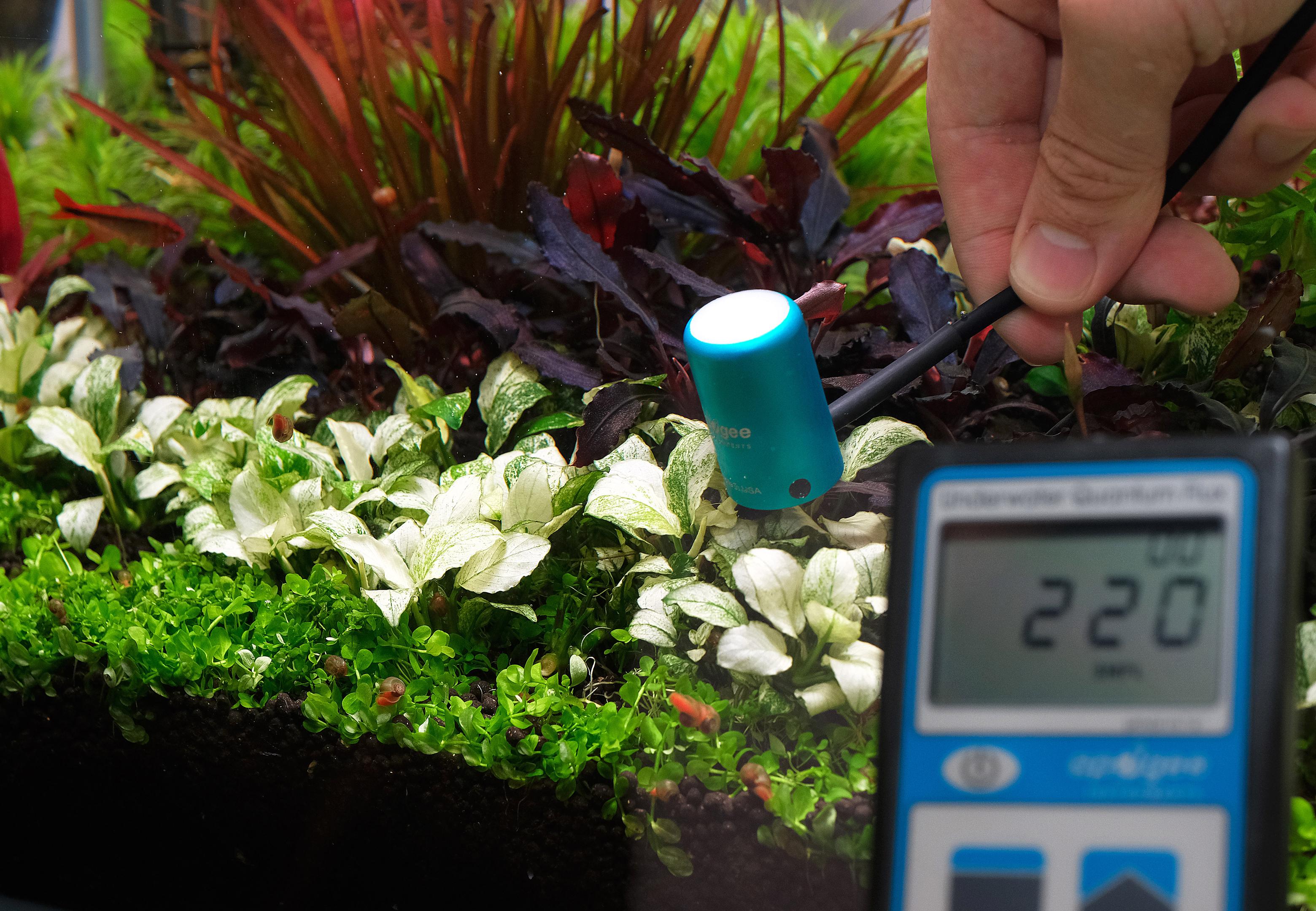 Measuring the amount of light on Anubias White Petite using a PAR meter and submersible probe.