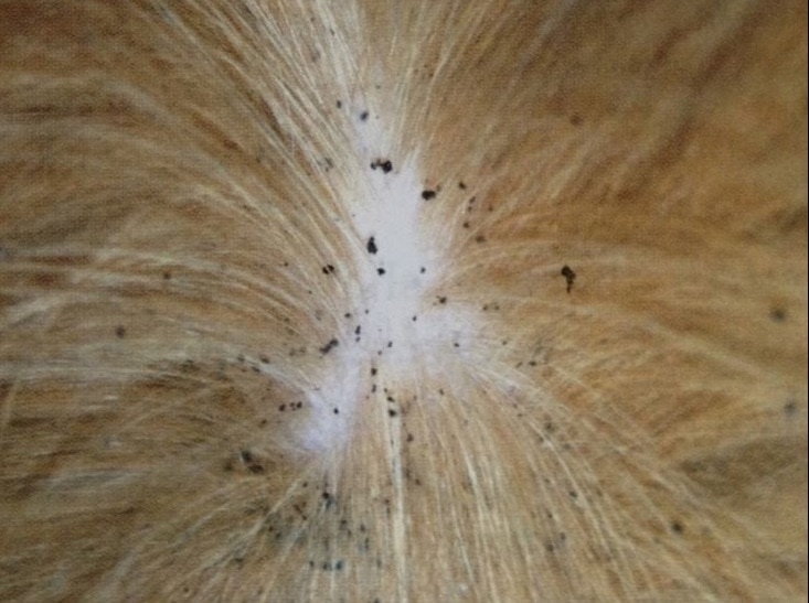 Unlocking the Mystery Where Do Fleas Lay Eggs?