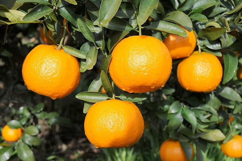 Iyokan Japanese Citrus Fruit, Photo via Kankitsu