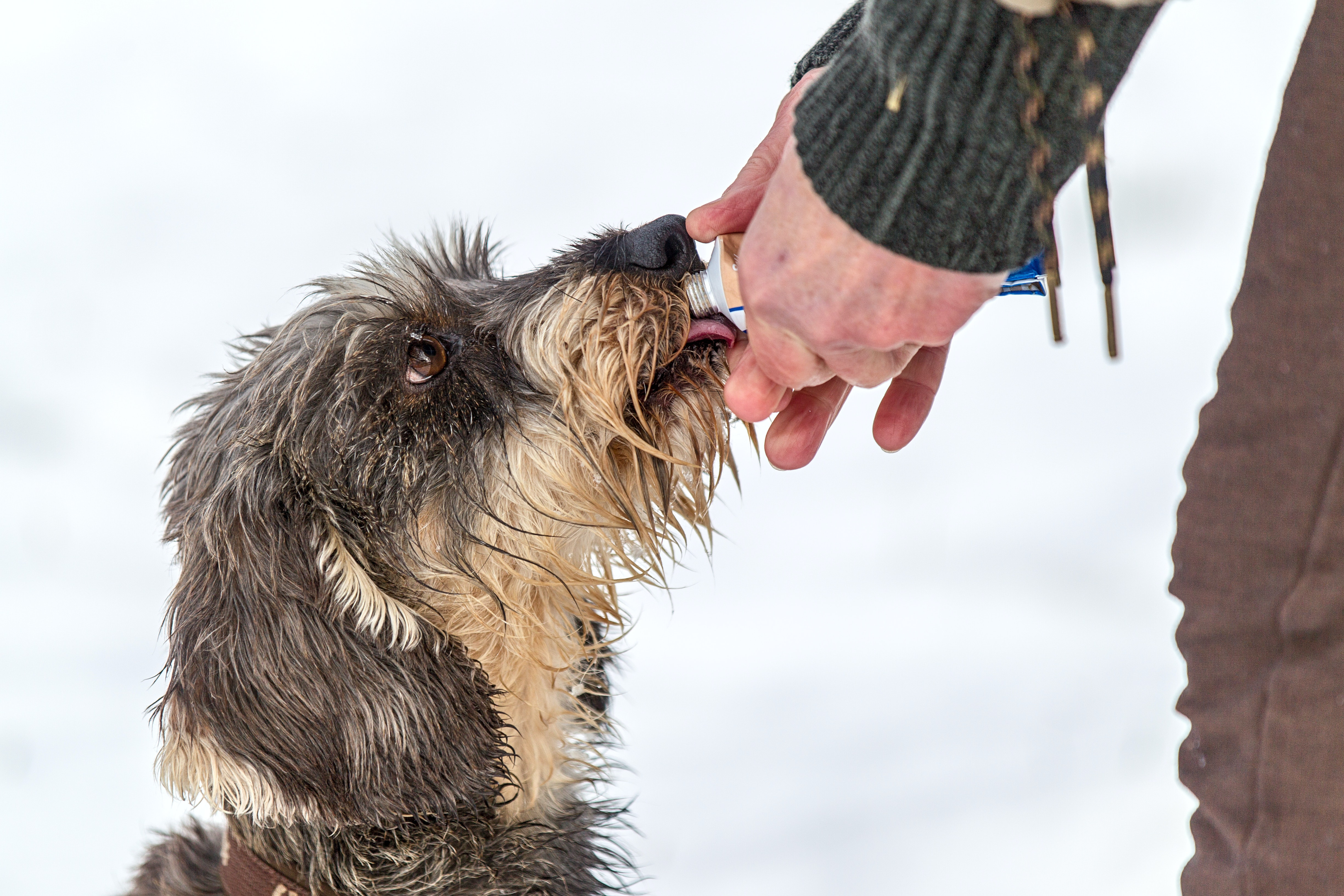 Grey dog eating treat