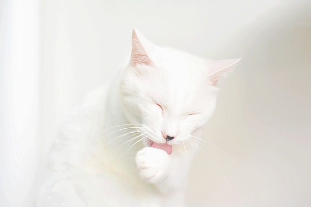 cats washing, self grooming, Source: Pixabay