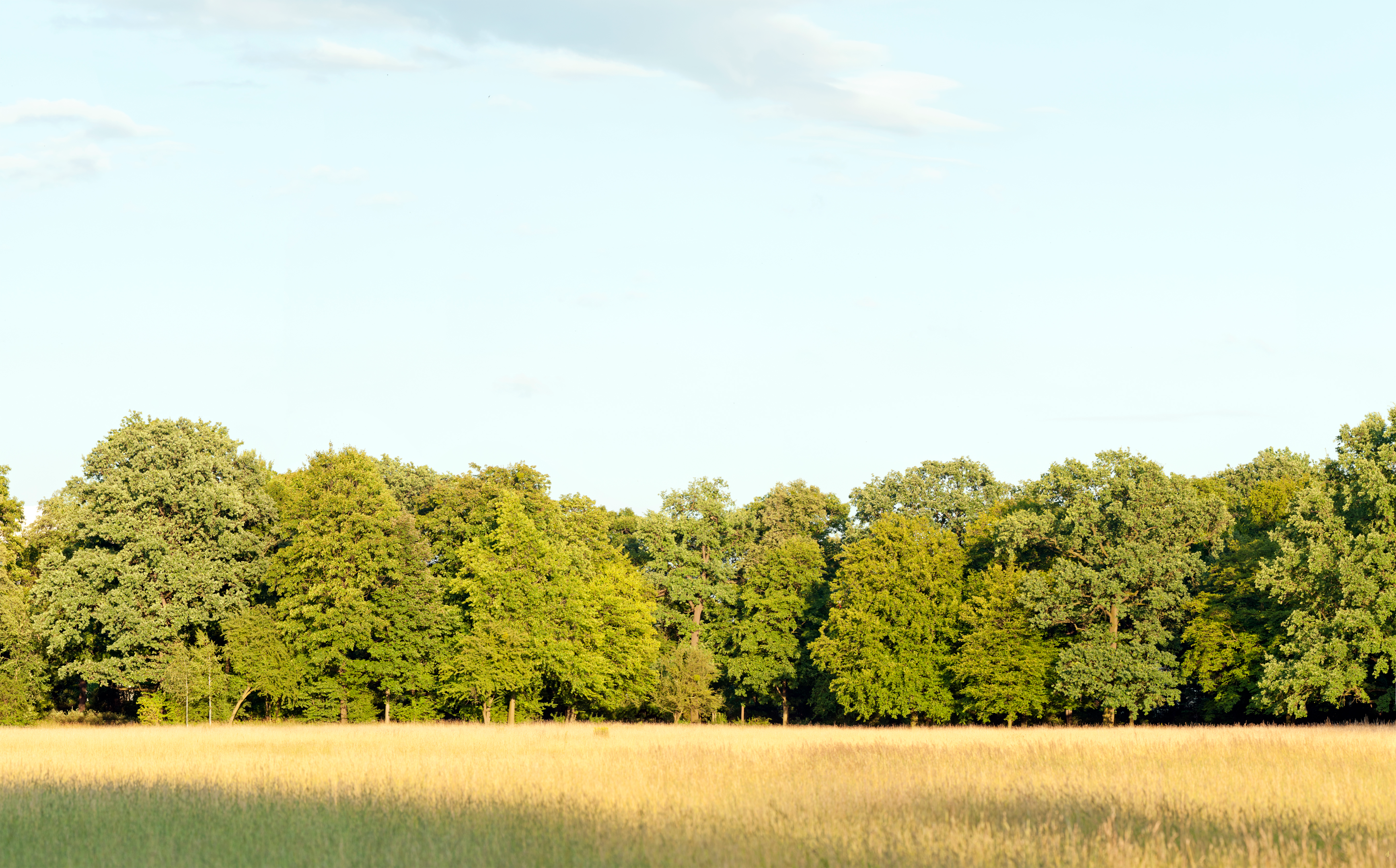 The edge of a forest along a meadow in the summer