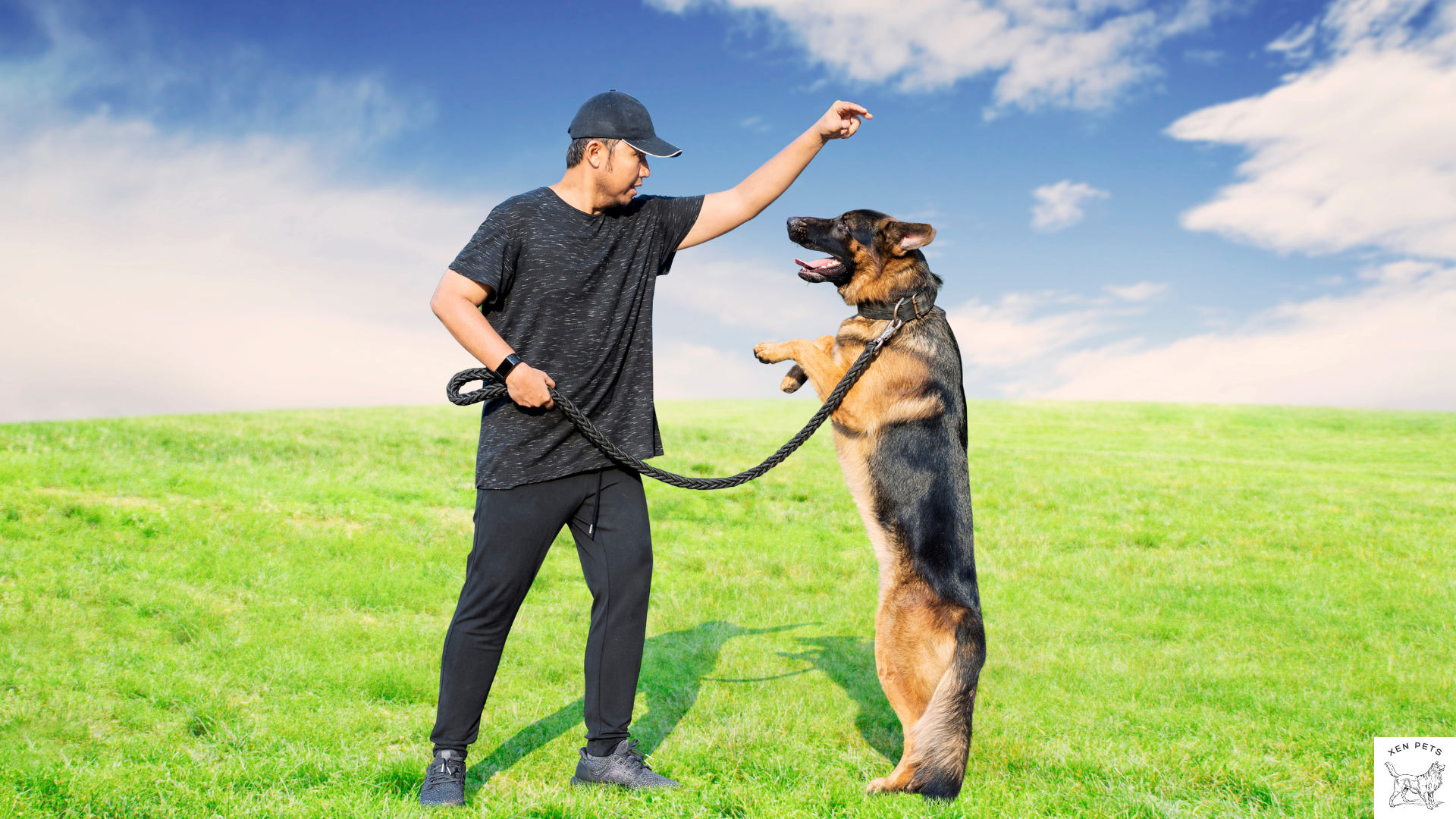 man training his German Shepherd