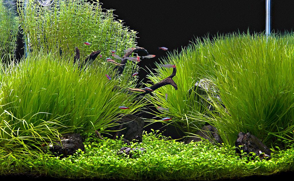 Fish waste is one of the main sources of ammonia that beneficial bacteria process through the nitrogen cycle.