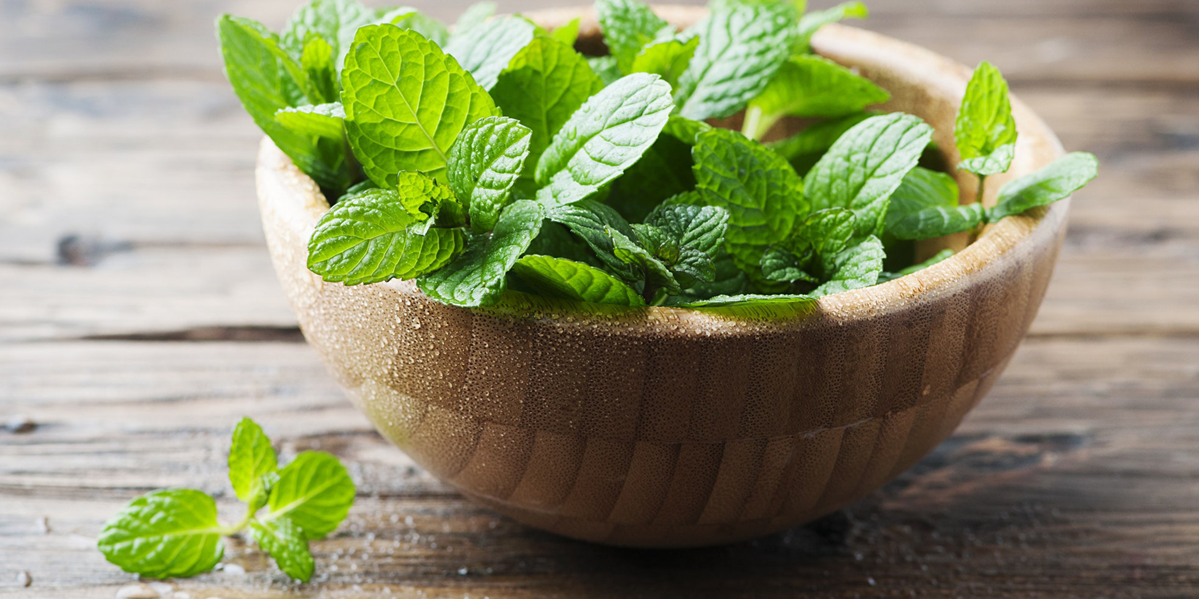 Mint mint used as powerful herbal remedies with mint tea