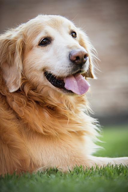 Goldener Rentner, Hund, glücklicher Hund