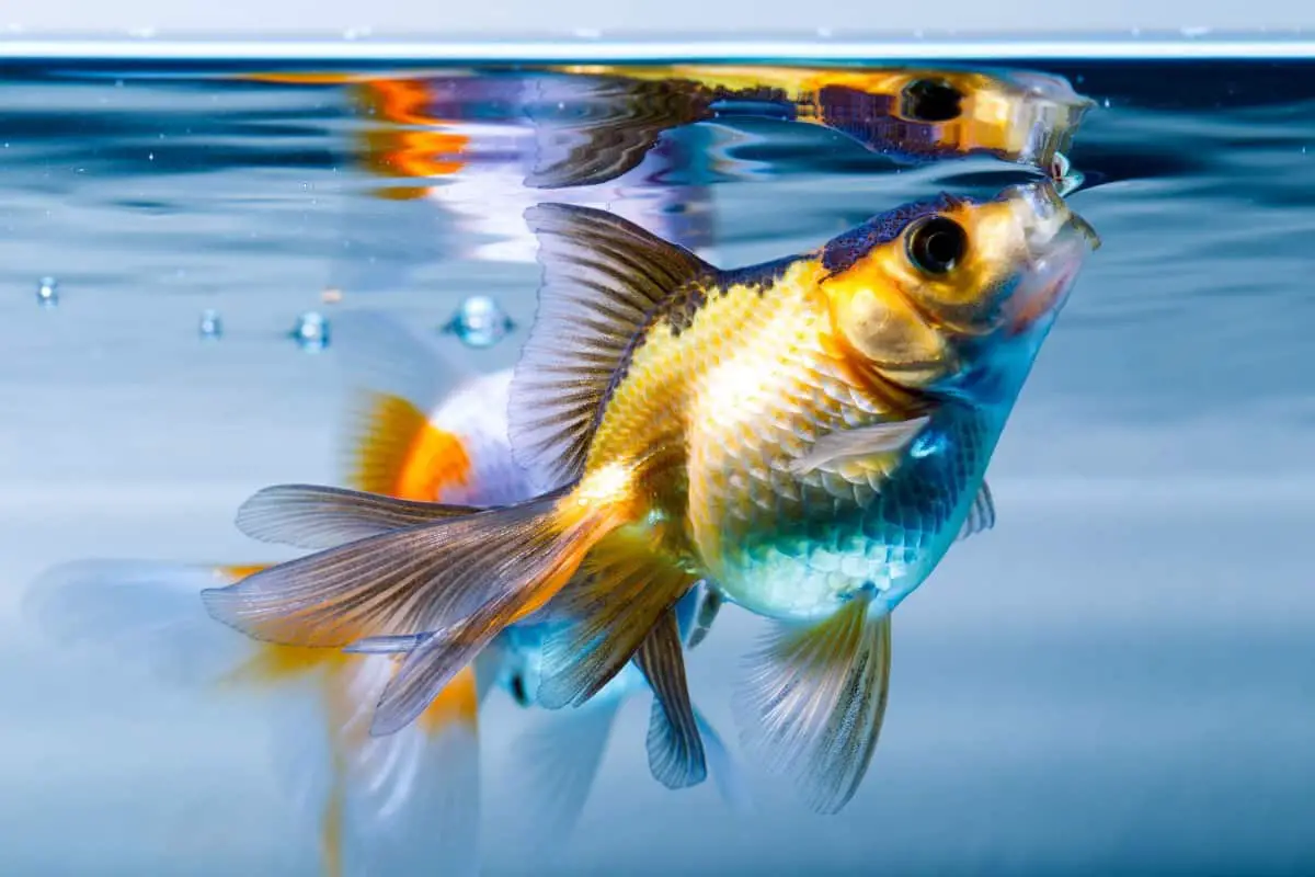 Fish gasping for air can indicate ammonia poisoning