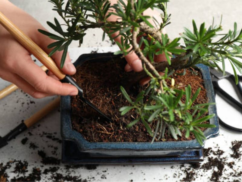 Close-up care of a Juniper bonsai, spotlighting the crucial role of juniper bonsai soil in healthy root maintenance.
