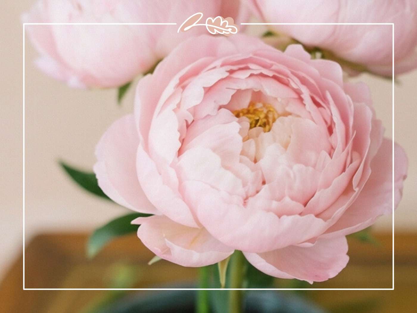 Macro close-up of a fully open pale pink peony showing delicate petal layers and golden centre | Pink Peony Detail | Fabulous Flowers & Gifts