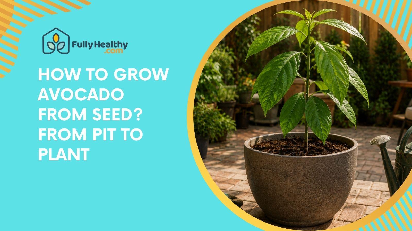 How to Grow Avocado From Seed? From Pit to Plant