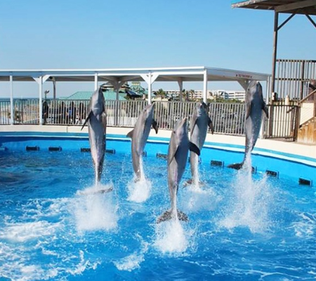 Dolphins at Gulfarium Marine Adventure Park