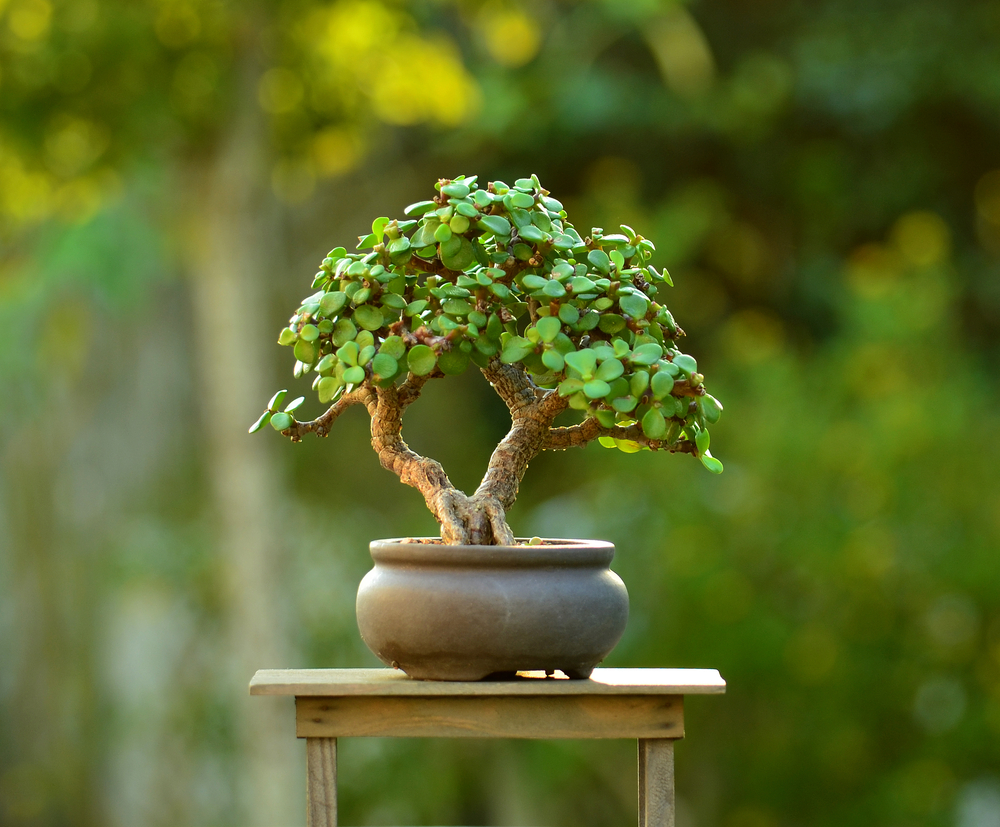 jade plant bonsai