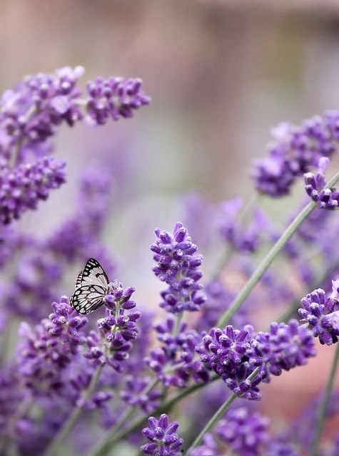 butterfly, lavender, pollination, bloom, blossom, spring, insect, nature, entomology