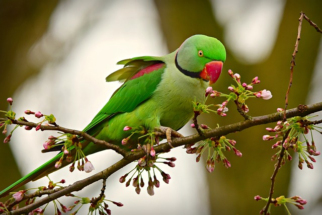 rose ringed parakeet, bird, animal