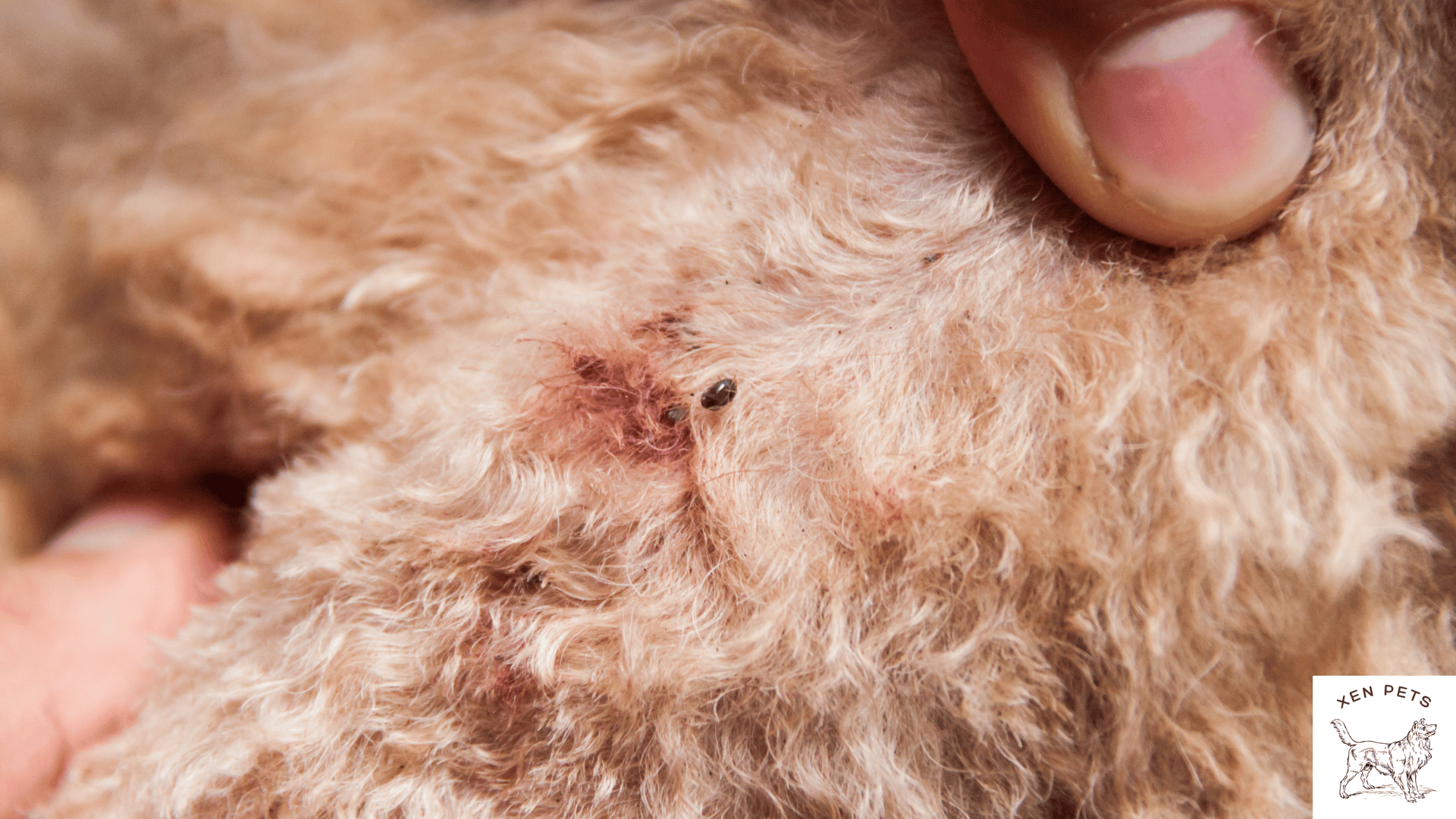 dog with mite and flea infection