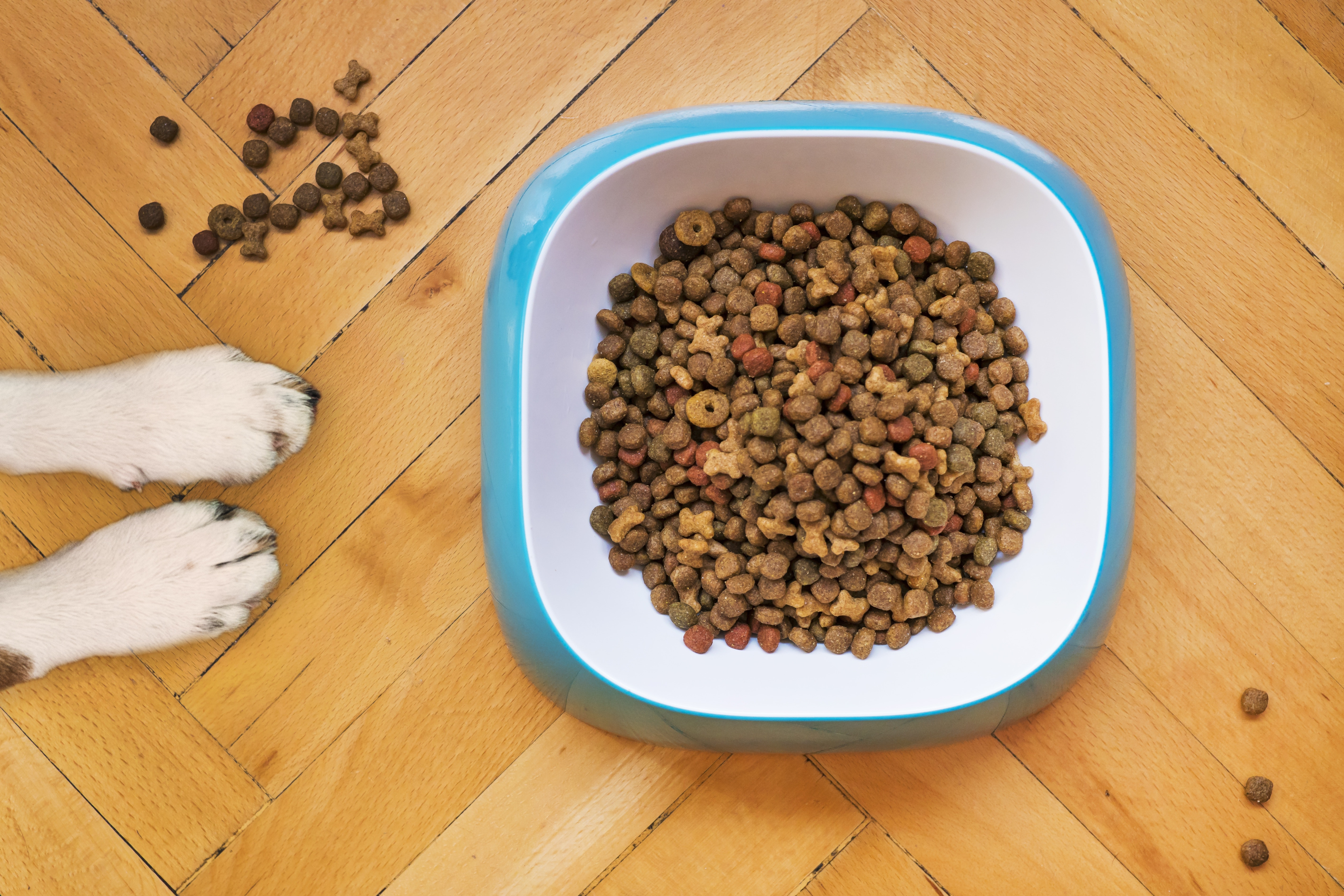 A dog food bowl for a senior Boston Terrier.